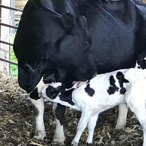 Meet your Posher, Shayla